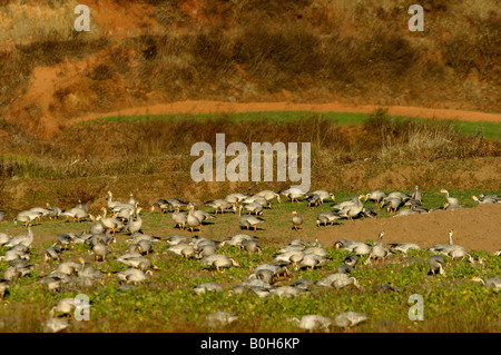 Bar headed geese Anser indicus feeding in turnip field Yunnan China Stock Photo