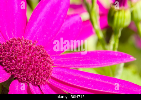 Senetti flowers Stock Photo