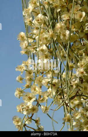 Saxaul Haloxylon ammodendron flowers An important plant used in restoration of deserts in China It is also eaten by camels Stock Photo
