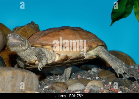 Chinese three keeled pond turtle Chinemys reevesii Stock Photo