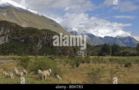 Tranquil rural scene close to the Motatapu river valley near Wanaka, Otago, New Zealand Stock Photo