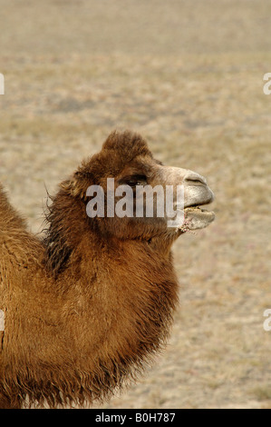 Bactrian camel Camelus bactrianus feeding on Salsola Xinjiang China Stock Photo