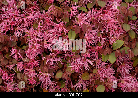 Loropetalum chinense var rubrum flowers China Stock Photo