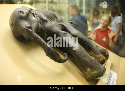 Young visitor examining a mummy of famous baby mammoth Dima in Zoological Museum in St Petersburg, Russia Stock Photo