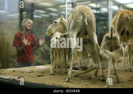 Young visitor examining a stuffed herd of saiga antelopes (Saiga tatarica) in Zoological Museum in St Petersburg, Russia Stock Photo