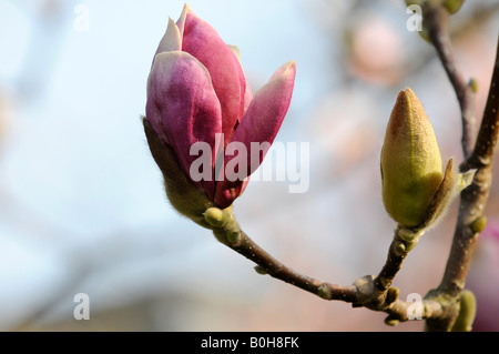 Two Saucer Magnolia (Magnolia x soulangiana) buds, one about to open, Baden-Wuerttemberg, Germany, Europe Stock Photo