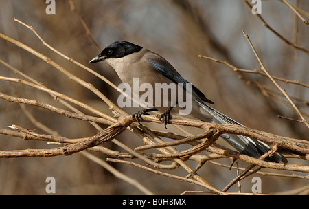 Azure winged magpie Cyanopica cyana often moves through forests in groups China