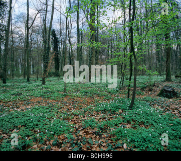 Forest floor covered with Wood Anemones or Windflowers (Anemone nemorosa) Stock Photo