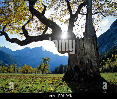 Grosser Ahornboden, autumn, Mt. Spritzkarspitze, Eiskarln, Karwendel Range, Tirol, Austria Stock Photo