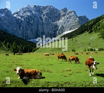 Cows grazing on Engalm alpine pasture, Grosser Ahornboden, Grubenkarwand, Karwendel Range, Tirol, Austria Stock Photo