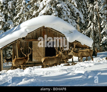 Red Deer (Cervus elaphus), game feeding in wintertime Stock Photo