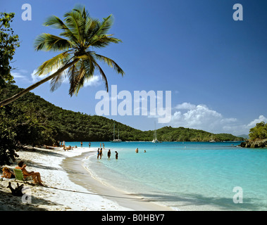 Palm tree, Trunk Bay, St. John's Island National Park, U.S. Virgin Islands, Caribbean Stock Photo