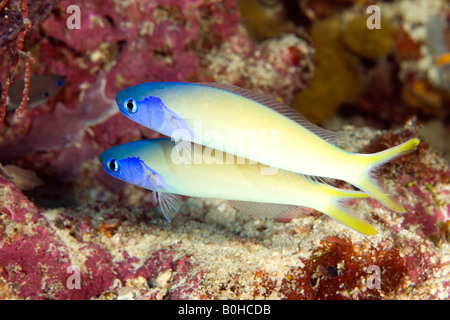 Blue head tilefish, Hoplolatilus starcki, pair swimming together near their home in the side of the reef Stock Photo