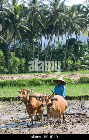 Rice farmer working rice field, rice paddy with two oxen and a wooden plough, Lombok Island, Lesser Sunda Islands, Indonesia Stock Photo