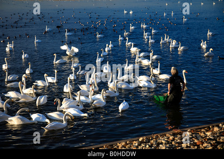 Whooper Swan Cygnus cygnus Mute Swans Cygnus olor Feeding WWT Welney Washes Reserve Cambridgeshire England Britain UK Europe Stock Photo