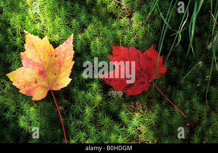 Two autumn coloured Sugar Maple leaves (Acer saccharum), Indian summer, La Mauricie National Park, Québec, Eastern Canada Stock Photo