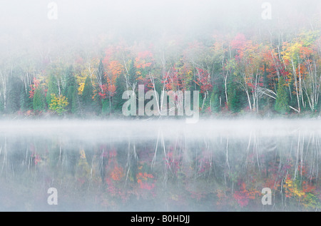 Early morning mist and autumn coloured trees on an island in Lac Bouchard Lake, La Mauricie National Park, Québec, Eastern Cana Stock Photo