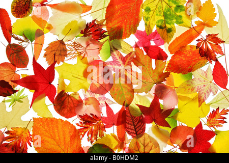 Collection of various autumn coloured leaves Stock Photo