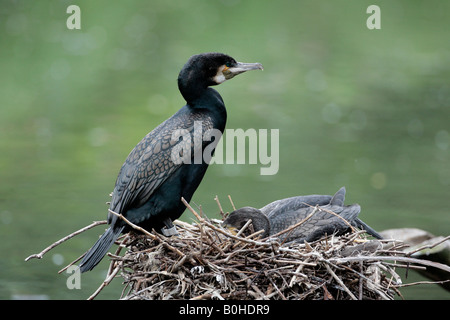 Great Black Cormorant (Phalacrocorax carbo), nest Stock Photo