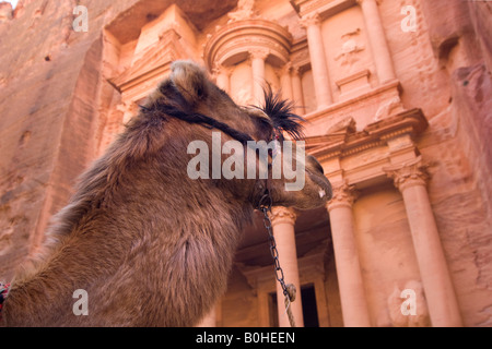 Portrait of a camel standing in front of the Khazne al Firaun, Al Khazneh treasury building, Petra, Jordan, Middle East Stock Photo