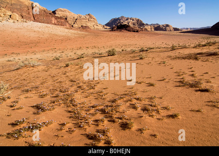 Flowers blossoming in the desert, Wadi Rum, Jordan, Middle East Stock Photo