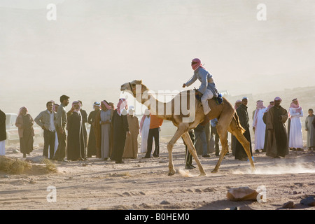 Finish line, camel race in the desert, Wadi Rum, Jordan, Middle East Stock Photo