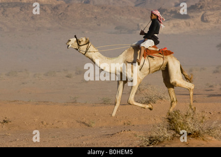 Camel race in the desert, Wadi Rum, Jordan, Middle East Stock Photo