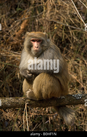 Rhesus macaque monkey Macaca mulatta China Wolong Stock Photo