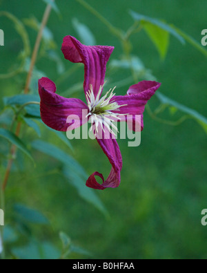 Clematis Lady Betty Balfour in flower Stock Photo