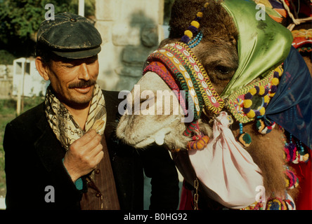 A man feeding figs to a camel at a camel wrestling competition, Turkey. Stock Photo