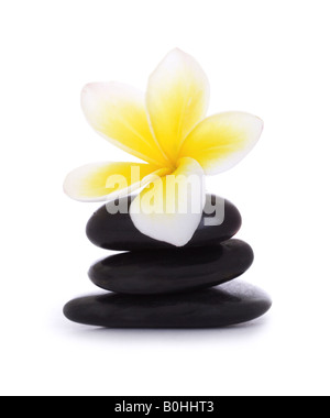 black pebbles and frangipani on white background Stock Photo