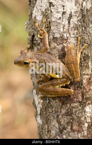 Brown tree frog or Hong Kong whipping frog Polypedates megacephalus Stock Photo