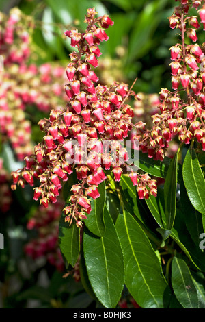 Blooming Japanese Andromeda, Lily-of-the-Valley Bush (Pieris japonica), Valley Valentine cultivar Stock Photo