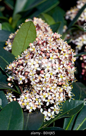 Blossoming Japanese Skimmia (Skimmia japonica), Rubella cultivar Stock Photo