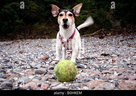 Jack Russell running after a ball Stock Photo