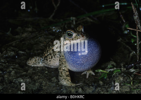 Natterjack Toad (Bufo calamita, Epidalea calamita), calling, distended vocal sac Stock Photo