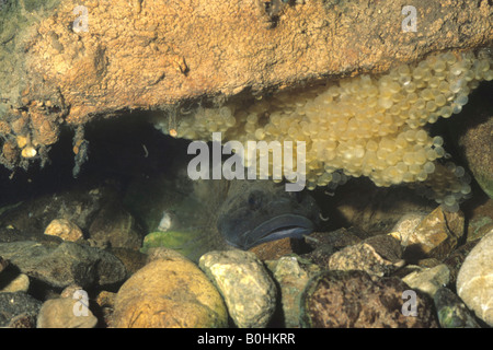 European Bullhead or Miller's Thumb (Cottus gobio), male guarding eggs Stock Photo