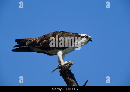 Osprey, Seahawk, Fish Hawk or Fish Eagle (Pandion haliaetus), perched Stock Photo