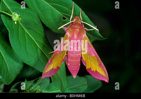 Small Elephant Hawk-moth (Deilephila porcellus) Stock Photo