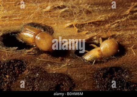 European Spruce Bark Beetle (Ips typographus), complete yet not fully coloured beetles Stock Photo