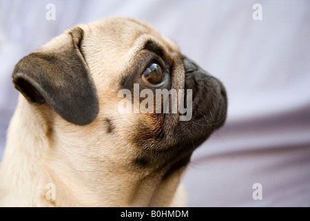 Portrait of a young pug, profile Stock Photo