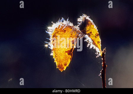 White frost ice crystals sparkling in sunlight on autumn coloured leaves of a birch twig (Betula), Algonquin National Park, Ont Stock Photo