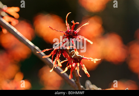 Hybrid Witch Hazel (Hamamelis x intermedia Jelena) in bloom Stock Photo