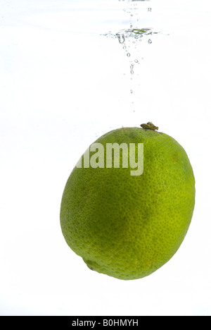 Lime fruit (Citrus × latifolia) falling into water Stock Photo