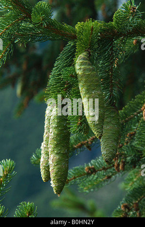 Norway Spruce (Picea abies) branches and cones, in Gaistal, Tyrol, Austria, Europe Stock Photo