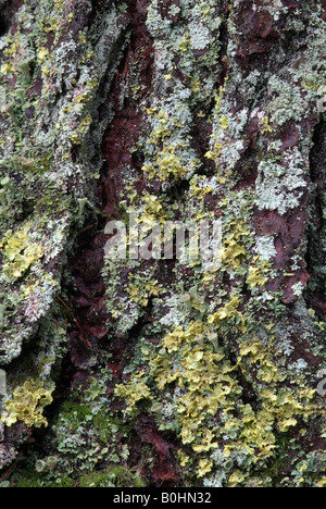 Norway Spruce tree bark (Picea abies) covered in moss and lichens, Grafenast, Pillberg, Tyrol, Austria, Europe Stock Photo