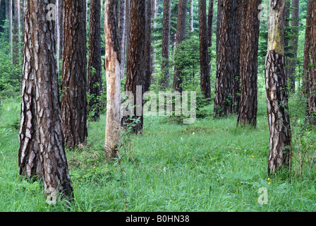 Scots Pine trees (Pinus sylvestris), Terfner-Forchat, Tyrol, Austria, Europe Stock Photo