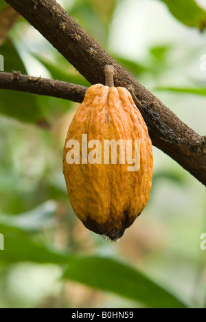 Cocoa pods (Theobroma cacao). This is the native 