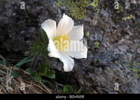 Alpine Pasqueflower (Pulsatilla alpina), Kellerjoch, Schwaz, Tyrol, Austria, Europe Stock Photo