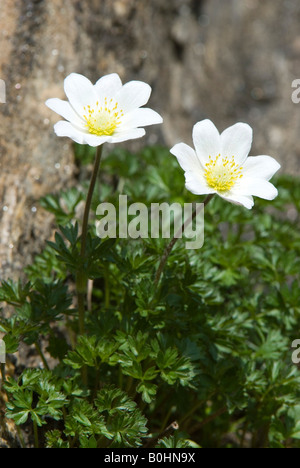 Alpine Pasqueflower (Pulsatilla alpina), Franz-Josefs-Hoehe, Hohe Tauern National Park, Carinthia, Austria, Europe Stock Photo